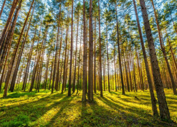 Προσλήψεις: 200 θέσεις εργασίας εποχιακού προσωπικού σε 11 δασαρχεία