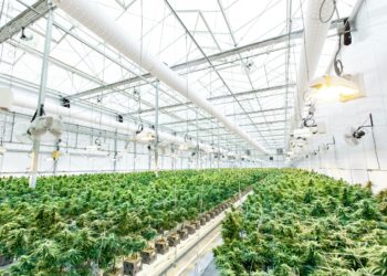 Ηράκλειο: Εντοπίστηκε φυτεία κάνναβης με 227 δενδρύλλια