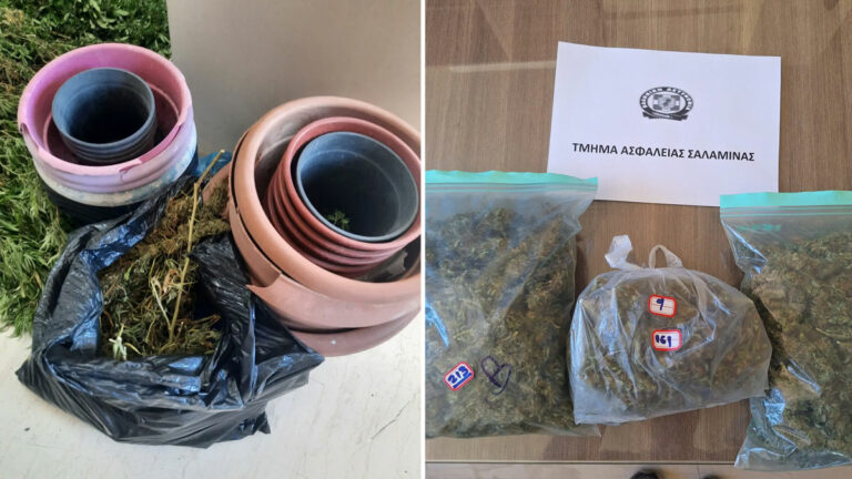 Σαλαμίνα: Συνελήφθη 55χρονος για καλλιέργεια δενδρυλλίων κάνναβης (photo)