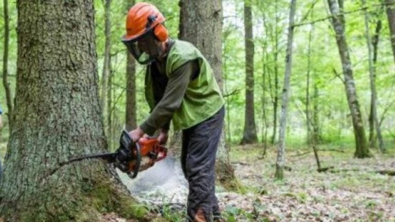 Τραγικό δυστύχημα στην Εύβοια – Έχασε την ζωή του 36χρονος δασεργάτης