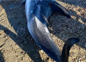 Κέρκυρα: Νεκρά σταχτοδέλφινα στην παραλία της Αχαράβης (photo)