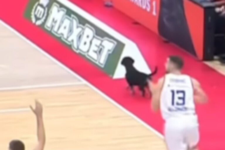 Απίθανο βίντεο: Σκύλος εισέβαλε στο παρκέ στο Ερυθρός Αστέρας – Μπαρτσελόνα