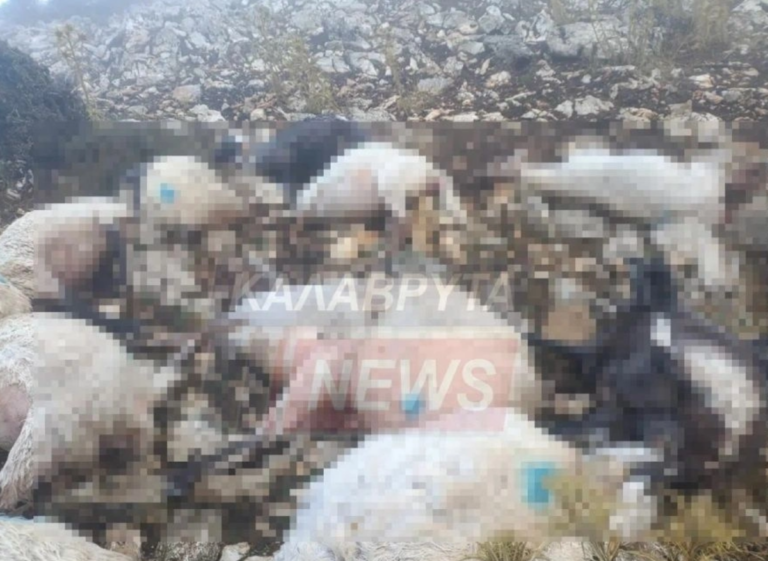 Φρίκη στα Καλάβρυτα: Δεκάδες πρόβατα σκοτώθηκαν από κεραυνό – Σκληρές εικόνες