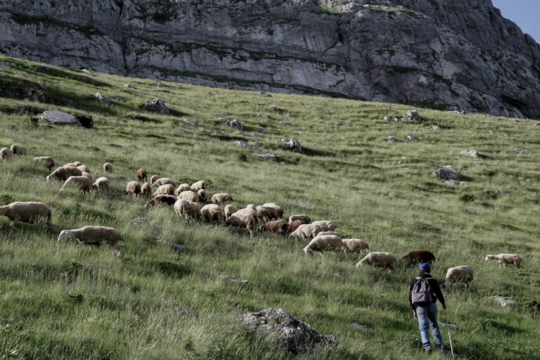 Ευλογιά προβάτων: Νέα μέτρα σε πολλές περιφέρειες από 1 Νοεμβρίου – Σε ποιες περιοχές αίρονται που απαγορεύσεις