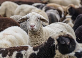 Ευλογιά των προβάτων