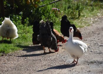 γρίπη πτηνών