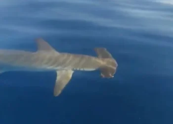 Σφυροκέφαλος καρχαρίας «έκοβε» βόλτες γύρω από σκάφος ψαρά στον Σαρωνικό – Δείτε βίντεο