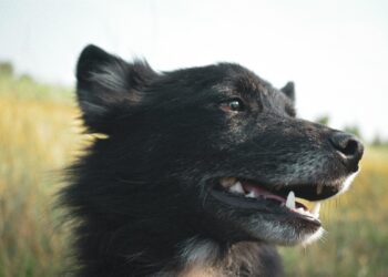 Λάρισα: Ηλικιωμένη κατασπαράχθηκε από τα σκυλιά της