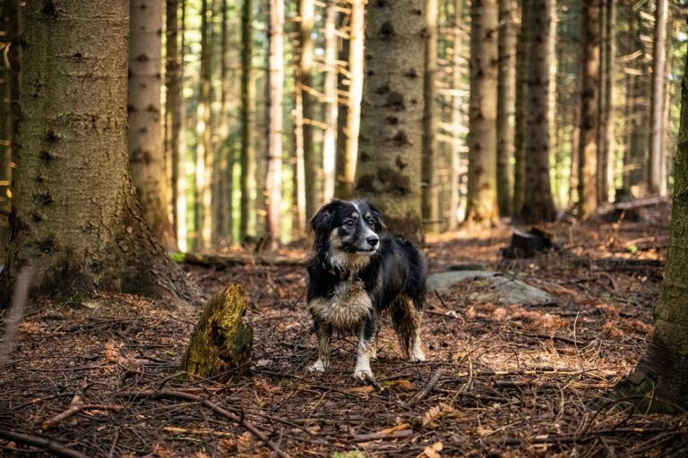 Θεσσαλονίκη: Δημιουργία Μητρώου Φιλόζωων Εθελοντών από το Δήμο