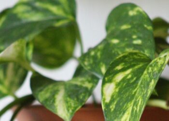 Φυτό Epipremnum aureum ή αλλιώς Πόθος