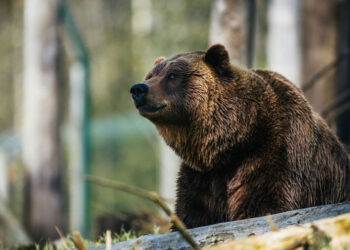 Καλαμπάκα: Αρκούδα επιτέθηκε και τραυμάτισε 44χρονο