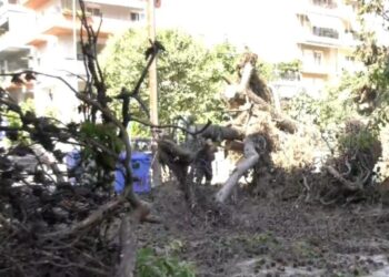 Δέντρα έπεσαν πάνω σε αυτοκίνητα στην Καλαμαριά Θεσσαλονίκης