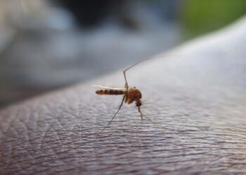 ΕΟΔΥ: Επιβεβαιώθηκε το πρώτο κρούσμα τον ιό του Δυτικού Νείλου