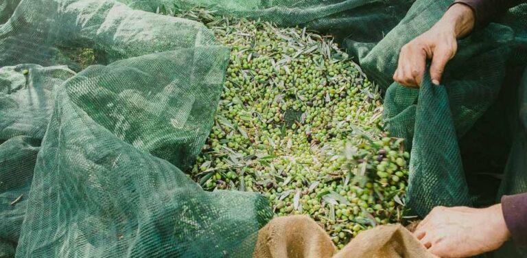 «Καμπανάκι» από τους ελαιοπαραγωγούς: Η χειρότερη χρονιά για το λάδι