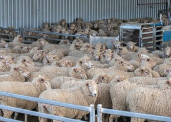 Συνελήφθη κτηνοτρόφος στη Φλώρινα για ψευδή καταγγελία