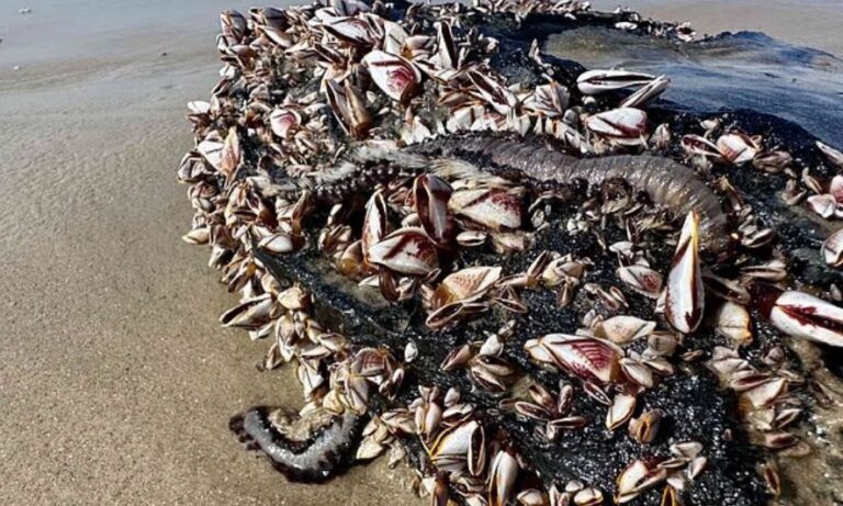 Συναγερμός από το «σκουλήκι της φωτιάς»: Επικίνδυνο θαλάσσιο πλάσμα ξεβράζεται κατά δεκάδες