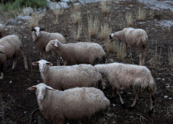 Αχαΐα: Διαστάσεις παίρνει η ευλογιά των αιγοπροβάτων