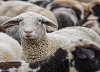 Συναγερμός στην Καρδίτσα για διπλό χτύπημα της ευλογιάς των προβάτων  – Τι συνιστάται στους κτηνοτρόφους