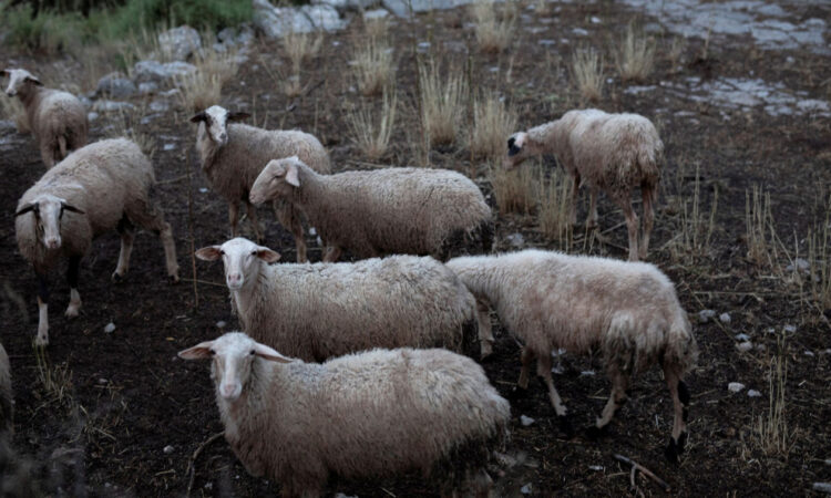 Σε καραντίνα η Κοζάνη: Σήμερα η θανάτωση προβάτων λόγω ευλογιάς