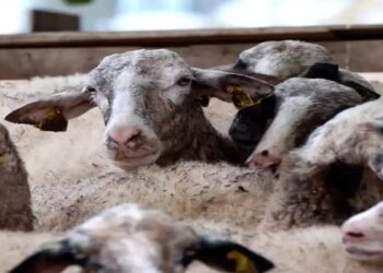 Κοζάνη: Συναγερμός για πιθανό κρούσμα ευλογιάς – Σε εγρήγορση οι αρχές