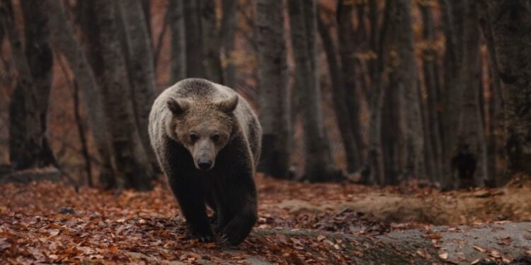 Eπίθεση αρκούδας στο Ζαγόρι – Τραυμάτισε σοβαρά ηλικιωμένο