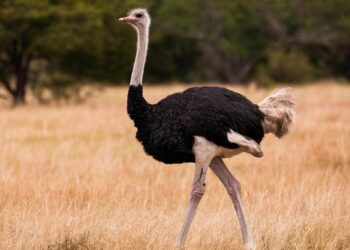 Το φαινόμενο της στρουθοκαμήλου: Σε ποια ηλικία αρχίζουμε να αποφεύγουμε τις δυσάρεστες πληροφορίες;