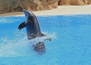 Τα έξυπνα Δελφίνια “μαστουρώνουν” με νευροτοξίνες λαγόψαρων