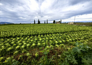 Deutsche Welle – Handelsblatt: Θα χάσει η Αθήνα επιδοτήσεις λόγω ΟΠΕΚΕΠΕ;