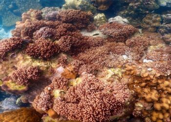 «Σημείο χωρίς επιστροφή»: Οι επιστήμονες εκπέμπουν SOS για τα κοράλλια