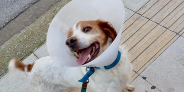 Ηλεία: Σώθηκε το σκυλάκι που κακοποιήθηκε βάναυσα