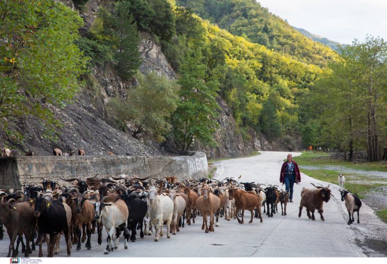 Θερίζει η ευλογιά τα κοπάδια, θανατώθηκαν 400.000 αιγοπρόβατα!