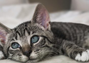 Θεσσαλονίκη: Ζευγάρι ζούσε με 50 γάτες και έλεγε ότι τις έχει για να τις… φάει