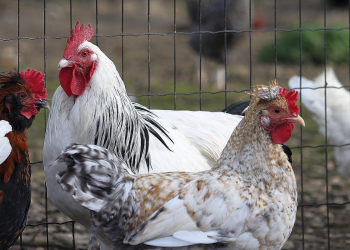 «Καμπανάκι» ειδικών για τη γρίπη των πτηνών – Αυξάνονται τα κρούσματα