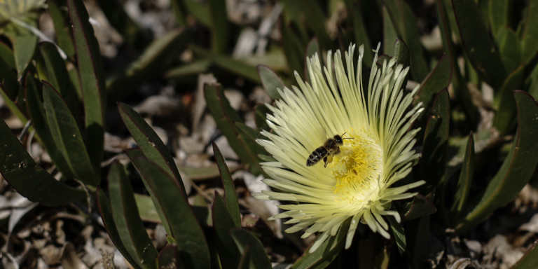Σοκ στη Φθιώτιδα: 50χρονος πέθανε από τσίμπημα μέλισσας