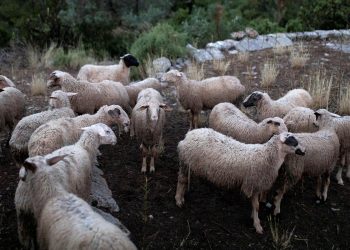 Μετά τη γραμμή SOS η γραμμή «Μπε»