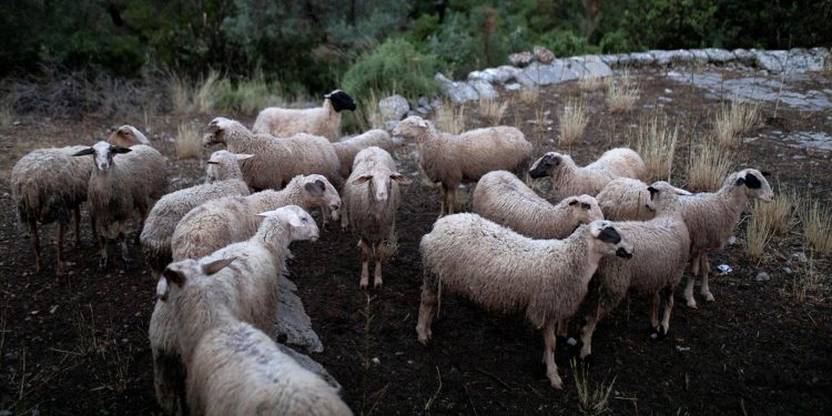 Μετά τη γραμμή SOS η γραμμή «Μπε»