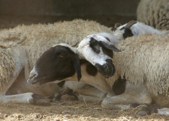 Θέλει να φύγει από την Ελλάδα: Εξιτήριο για τον κτηνοτρόφο που είδε τα 450 πρόβατά του να θανατώνονται (βίντεο)