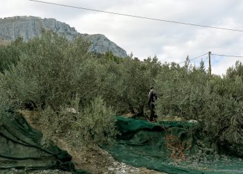 ΣΥΡΙΖΑ: Κίνδυνος απένταξης του ελαιολάδου από κοινοτικά προγράμματα