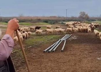 Σπαραγμός κτηνοτρόφου: «Σαν να μας σκοτώνουν τα παιδιά μας» (βίντεο)