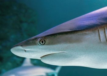 Συναγερμός στη Μεσόγειο: Οι μεγάλοι καρχαρίες στο όριο της εξαφάνισης