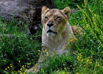 Βραζιλία: Λιοντάρι κατασπάραξε 19χρονο σε ζωολογικό κήπο (βίντεο)