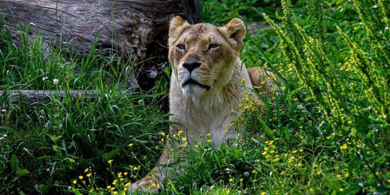 Βραζιλία: Λιοντάρι κατασπάραξε 19χρονο σε ζωολογικό κήπο (βίντεο)