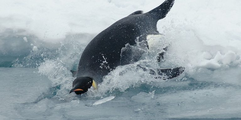 Η Ανταρκτική μέσα από τα… μάτια ενός πιγκουίνου: Μοναδικές υποβρύχιες εικόνες (βίντεο)