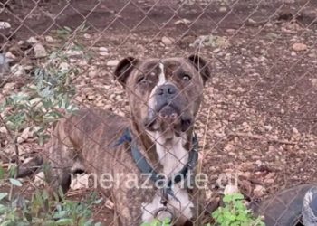 Ζάκυνθος: Οι λεπτομέρειες της τραγωδίας με τον 2χρονο που κατασπαράχθηκε από σκύλο