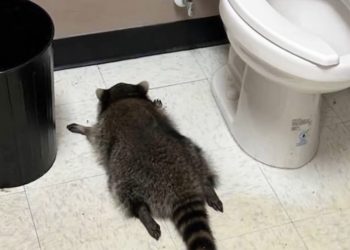 Ρακούν στην Βιρτζίνια εισέβαλε σε στούντιο καράτε (βίντεο)