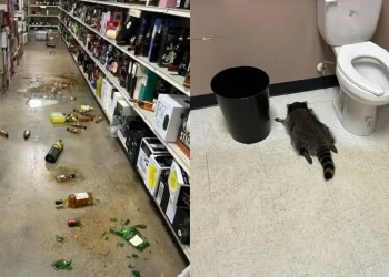 Ρακούν εισβάλλει σε κάβα στη Βιρτζίνια και λιποθυμά μετά την κατανάλωση ποτών