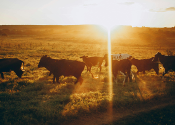 Aγροτικός «σεισμός» και στη Γαλλία – Βίαια επεισόδια και διαδηλώσεις