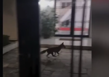 Αλεπού εισέβαλε στο… Μέγαρο Μαξίμου (βίντεο)