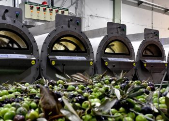 Ελαιόλαδο: Κακός οιωνός για την ακρίβεια, η σημαντικά μειωμένη φετινή παραγωγή και η υποβαθμισμένη ποιότητα