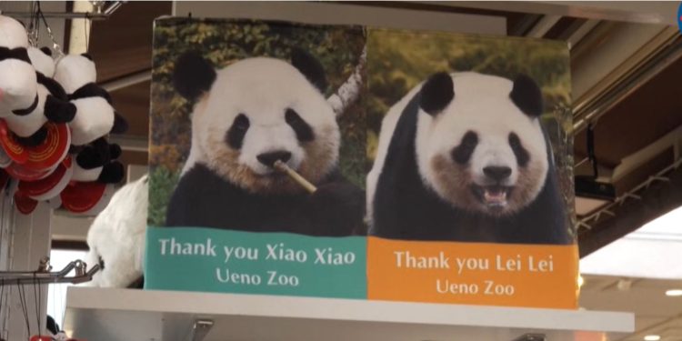 Ιαπωνία: Τα τελευταία Πάντα επιστρέφουν στην Κίνα (βίντεο)